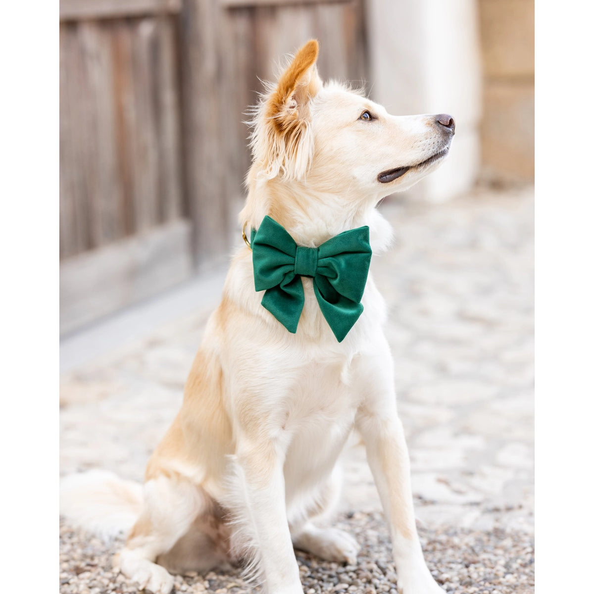 Forest Green Velvet Dog Bow - Giftware - The Foggy Dog