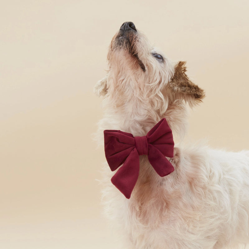 Burgundy Velvet Dog Bow - Giftware - The Foggy Dog