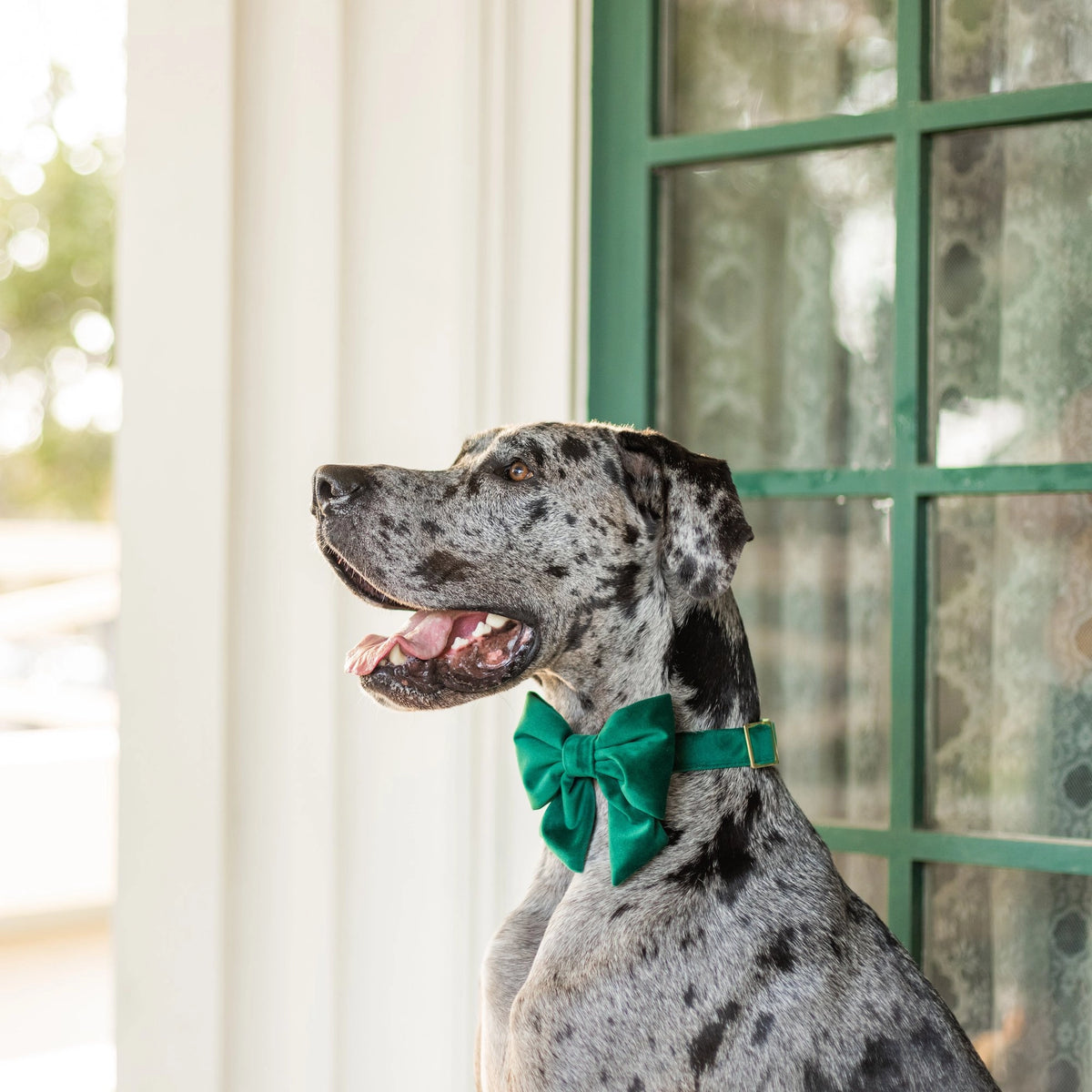 Forest Green Velvet Dog Bow - Giftware - The Foggy Dog