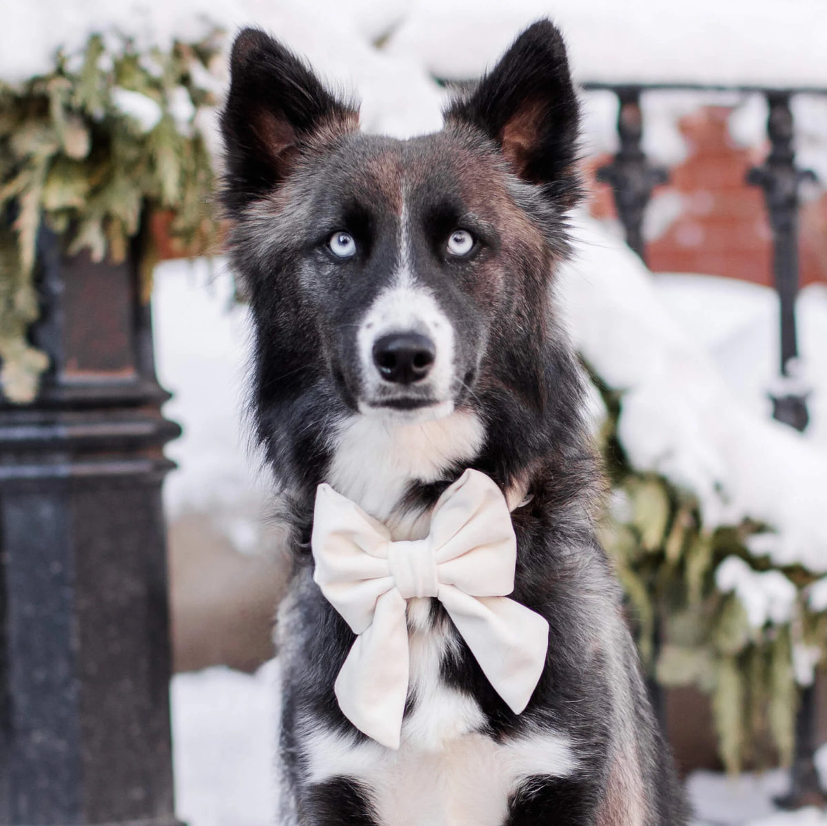 Ivory Velvet Dog Bow - Giftware - The Foggy Dog