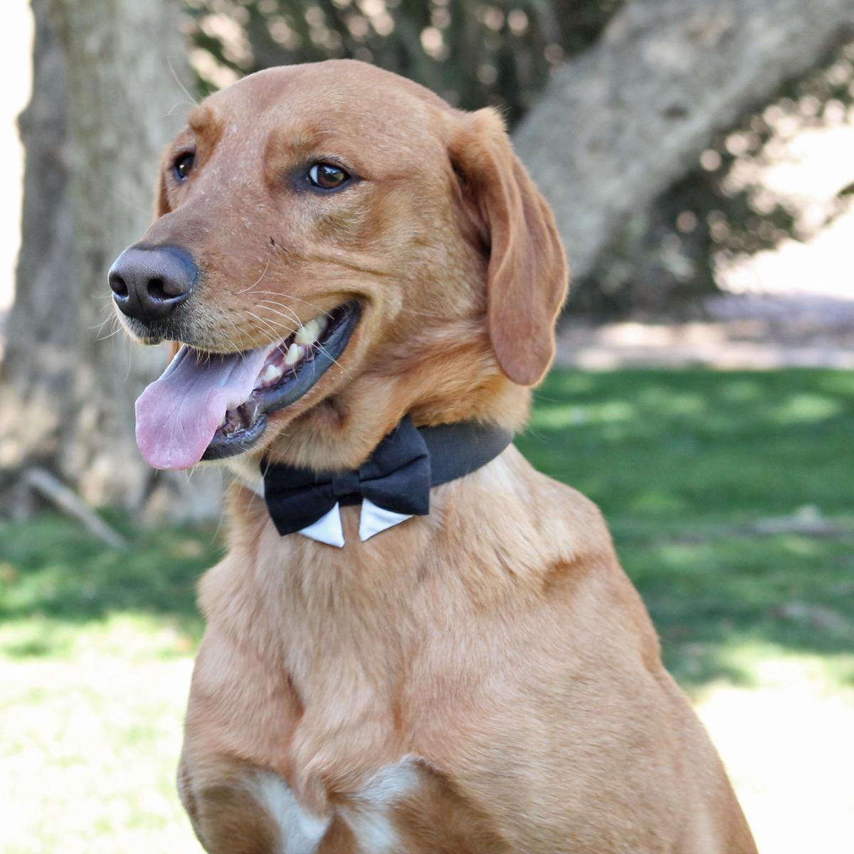 Formal Dog Bow Tie with Black Collar - Giftware - Doggie Design