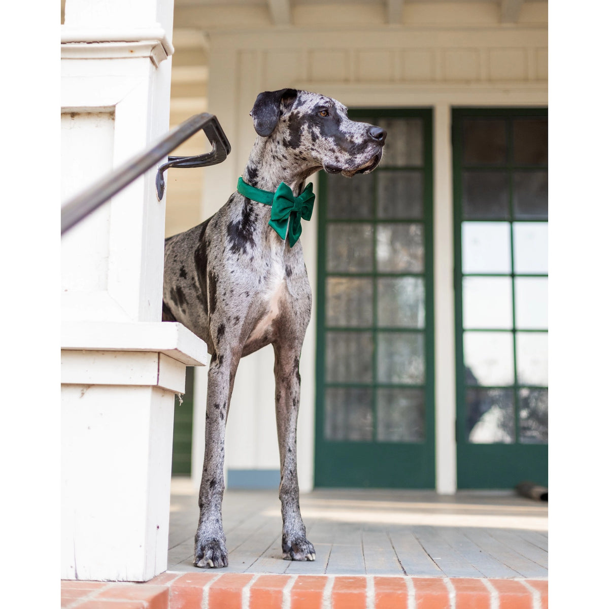Forest Green Velvet Dog Bow - Giftware - The Foggy Dog